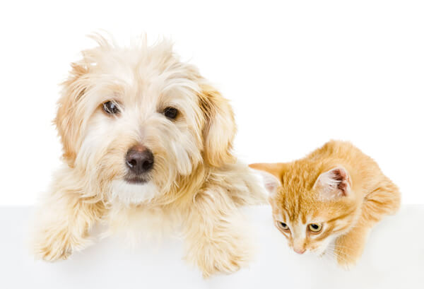 Small Animal Ophthalmology - Bluegrass Veterinary Vision - Louisville, KY Small Animal Ophthalmology - Bluegrass Veterinary Vision - Louisville, KY