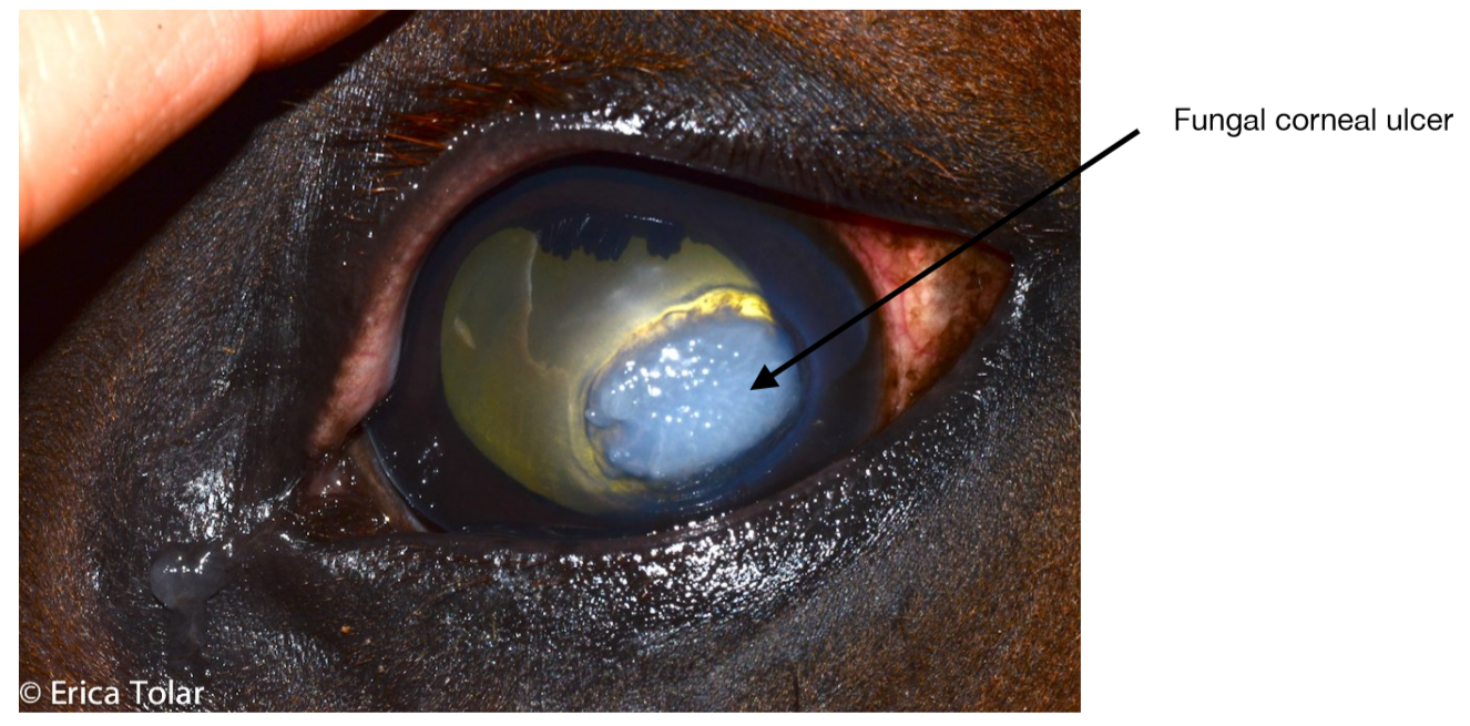Corneal ulcer and abscess Bluegrass Veterinary Vision Louisville, KY
