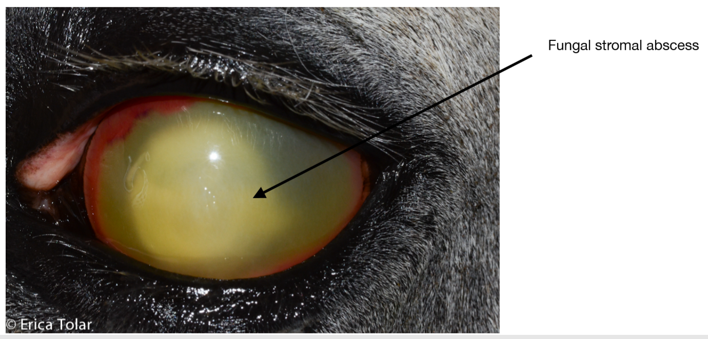Corneal ulcer and abscess Bluegrass Veterinary Vision Louisville, KY