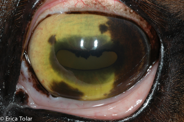 Equine Recurrent Uveitis