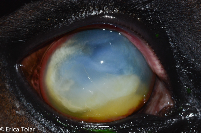 Corneal Ulcer & Abscess