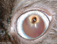 Corneal Sequestrum