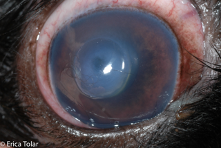 Corneal Ulcers in Dogs