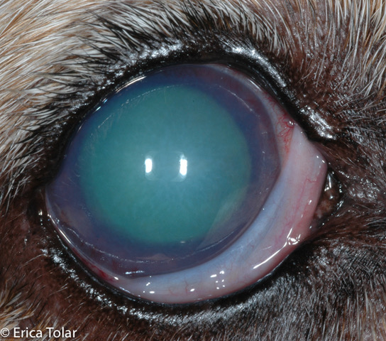 Glaucoma in Dogs