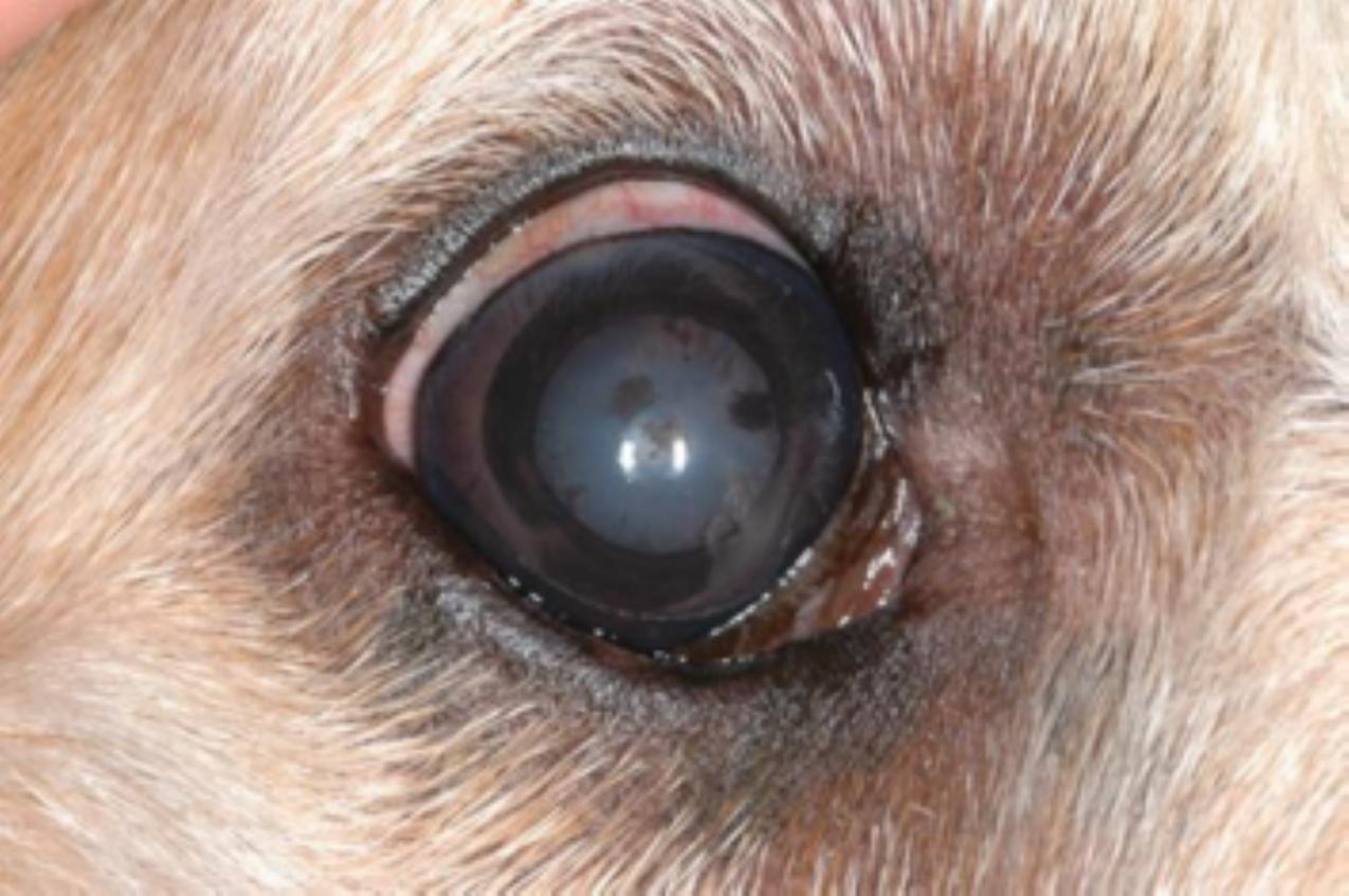 Golden Retriever Pigmentary Uveitis (GRU)