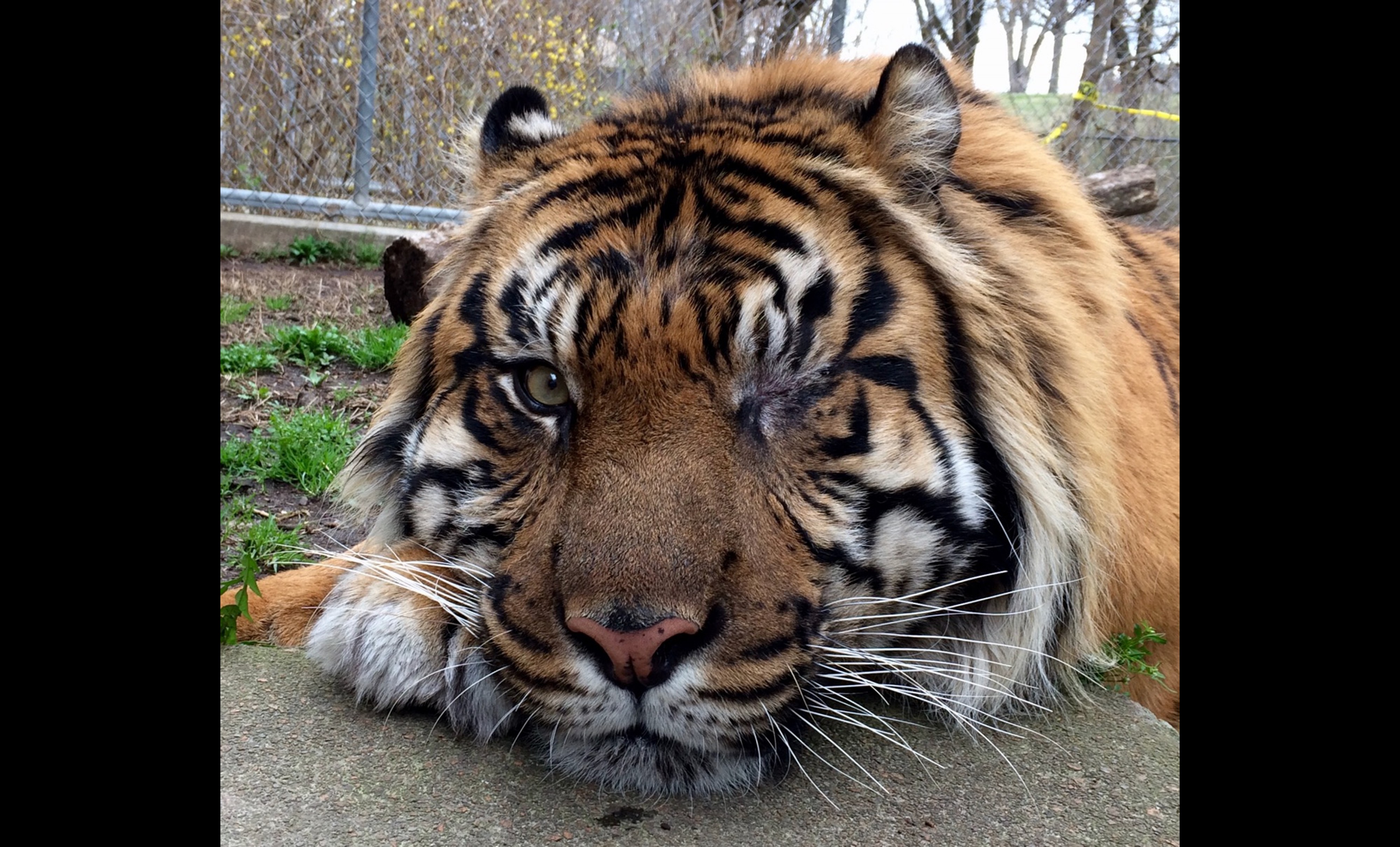 Tiger Tiger
